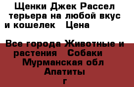 Щенки Джек Рассел терьера на любой вкус и кошелек › Цена ­ 13 000 - Все города Животные и растения » Собаки   . Мурманская обл.,Апатиты г.